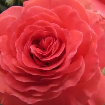 Trandafiri pomisor - Trandafir copac cu trunchi înalt – cu flori în buchet - Trandafiri - Mystic Glow™ - 
